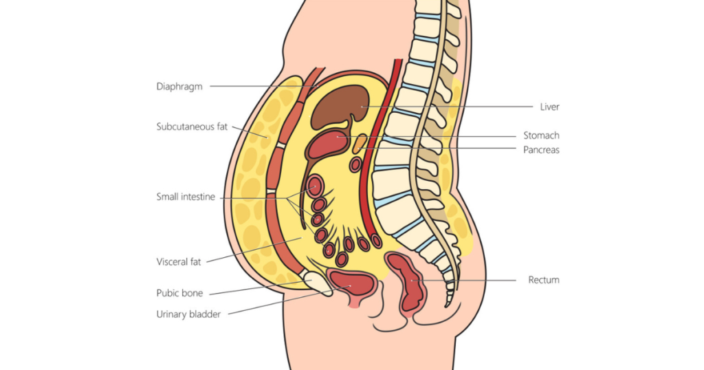 How to Lose Belly Fat Fast